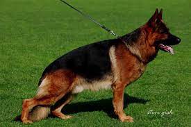 Chacco von der Freiheit Westerholt